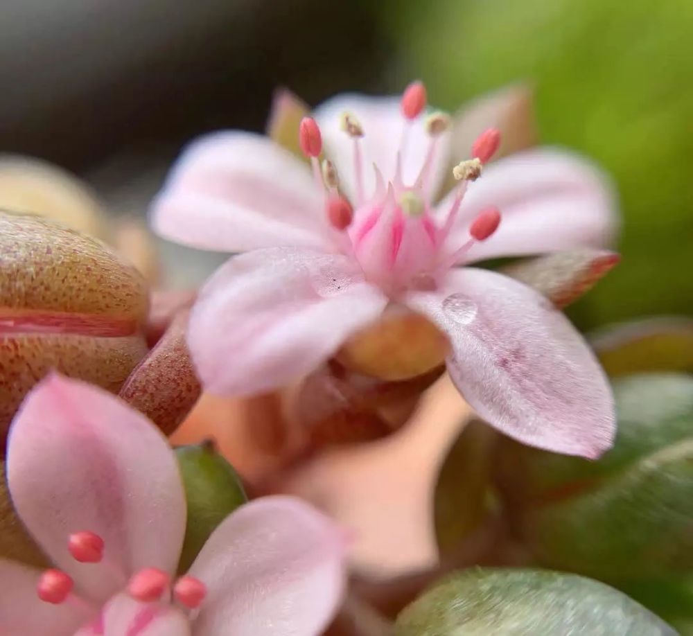 多肉开花惊艳了整个春天