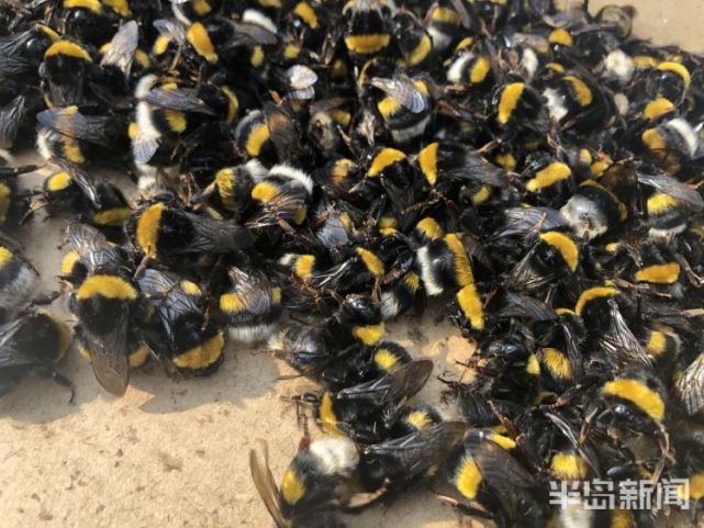 洋打工者助春耕3000只进口熊蜂入境对就是毛茸茸的网红