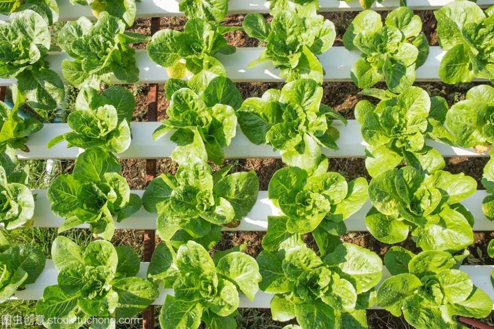 农业科技春季蔬菜定植五注意