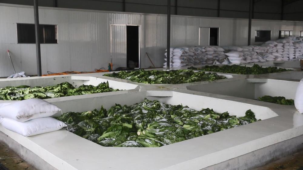 黔南平塘:青菜大丰收 泡菜加工忙_腾讯新闻