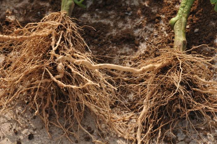 水溶肥|优质水溶肥用了不少却没效果？