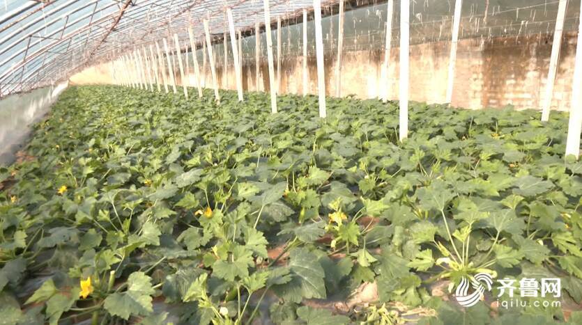 黄墩镇|26秒丨日照黄墩镇：发展248亩大棚蔬菜 增加农民收入