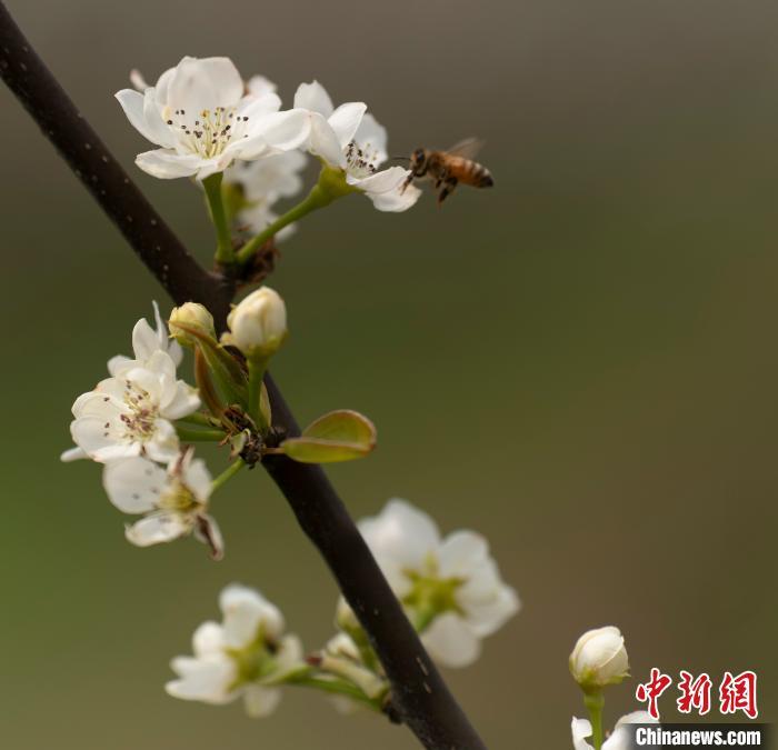 江西|航拍江西新余千亩梨园春管忙