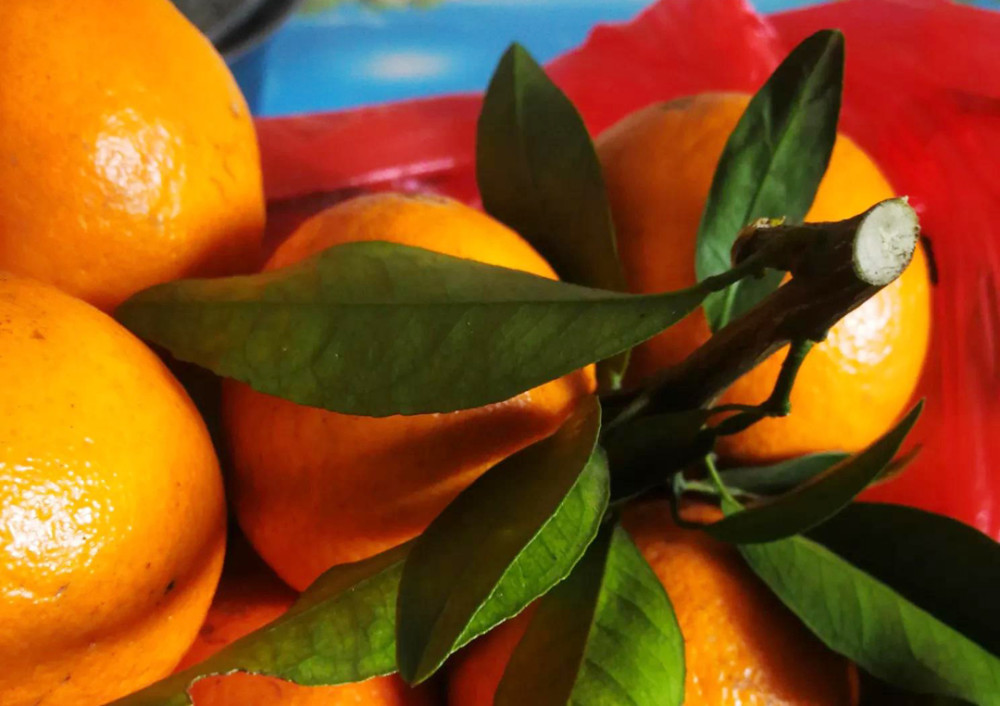 沃柑|沃柑“泡药”后直接上市，果农自己不吃的背后，谁受益？谁买单？