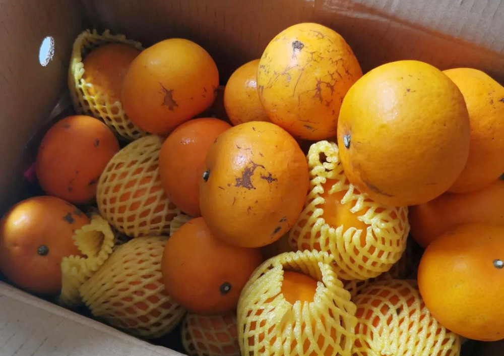 沃柑|沃柑“泡药”后直接上市，果农自己不吃的背后，谁受益？谁买单？