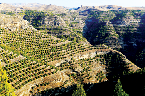 覆盖了小半个中国的三北防护林真的有用吗?