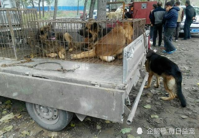 狗贩子偷狗被抓,挨打还被当狗"遛"!伤害性和侮辱性都极强!