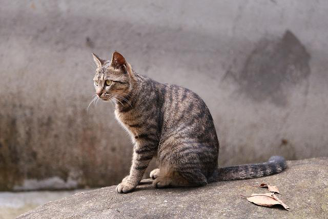 中国土猫"攻陷"美国?俘获美国人芳心,在中国却地位极低