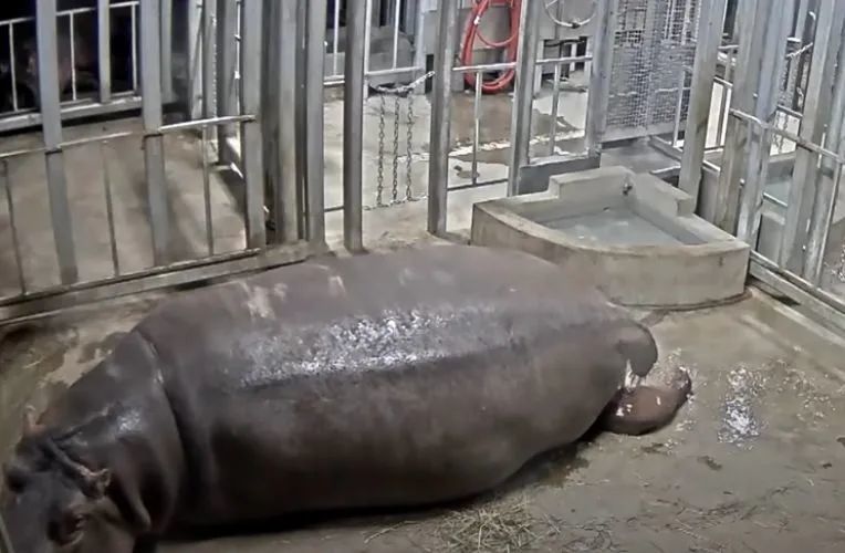 河马|如何给一头河马挤奶？