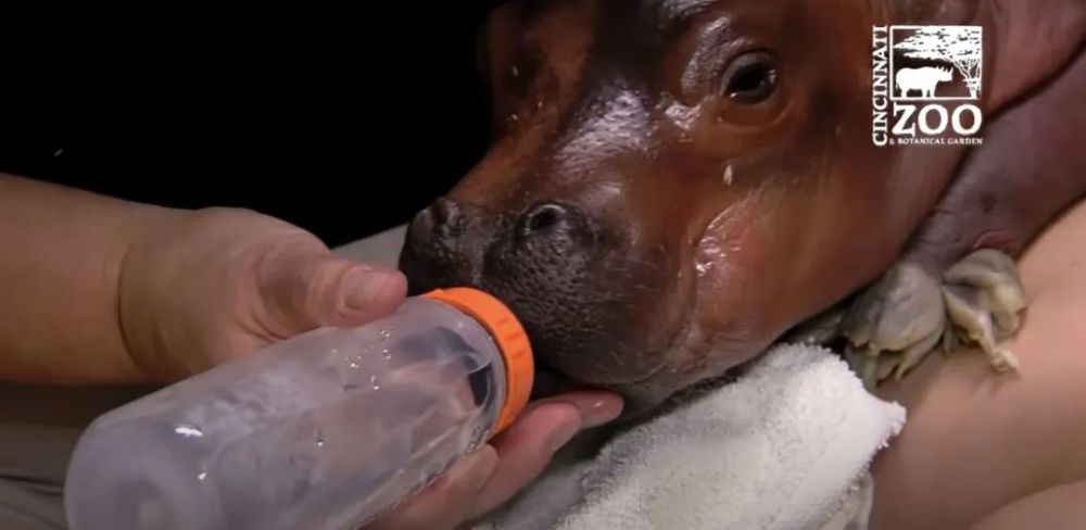 河马|如何给一头河马挤奶？