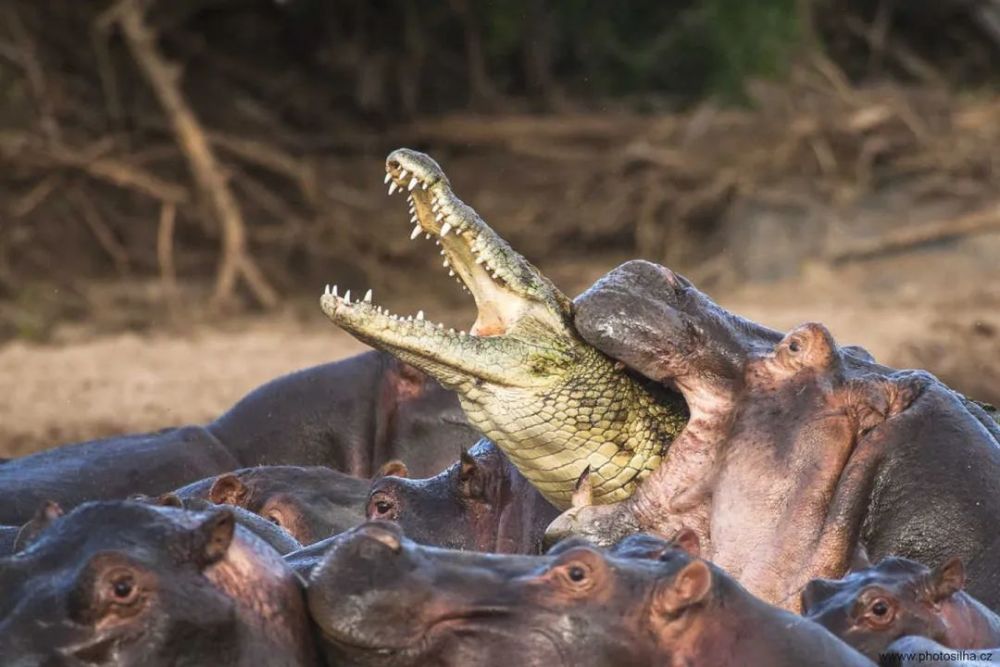 河马|如何给一头河马挤奶？