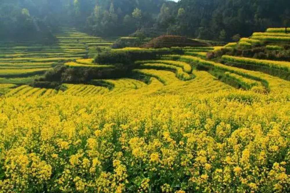 安徽皖南有一處梯田,春天油菜花盛開很豔麗,還有三千畝竹海