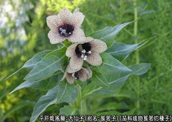 【每日一药】中药-天仙子