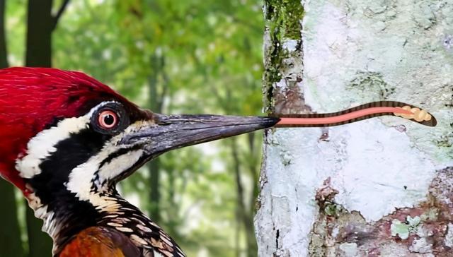 吸树血开树膛啄木鸟鸟设崩塌究竟是森林卫士还是庸医