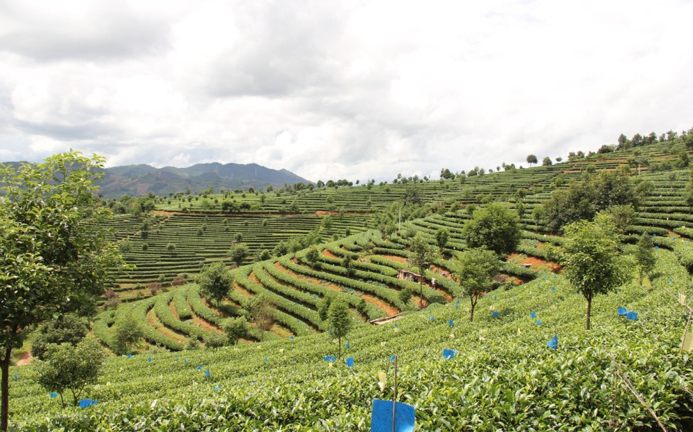 思茅区走上有机茶产业发展路子