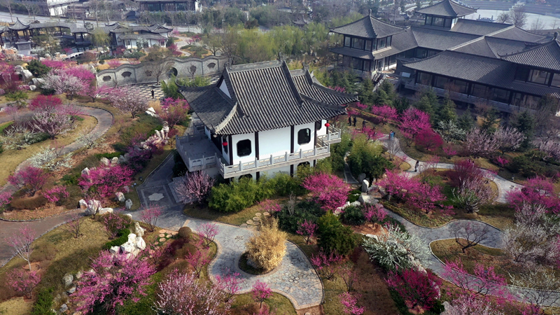 高端媒体看磁县|磁州水墨园梅花在国家级媒体竞相绽放!_腾讯新闻