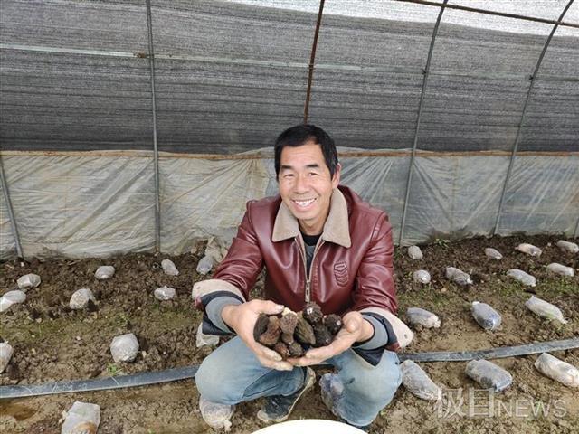 羊肚菌|汉产“软黄金”羊肚菌走进寻常百姓家