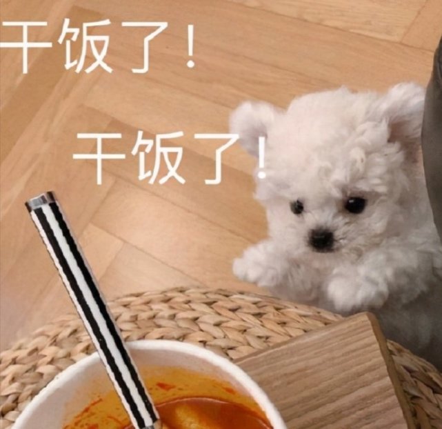 萌宠表情包嘻嘻要幸福鸭
