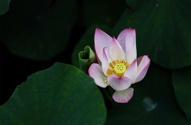 祝老人一路走好的句子 愿天堂没有病痛的