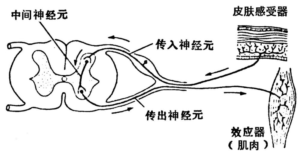 皮肤上的感受器感受到外界的刺激后,经传入神经元将信息传到脊柱内的