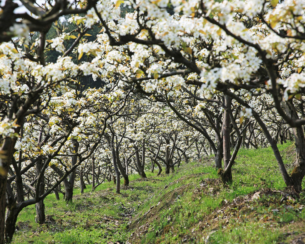 压断天下白重庆渝北区放牛坪赏梨花