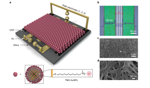 金屬納米粒子晶體管示意圖與實驗圖像(來源:《自然·電子》)其中三