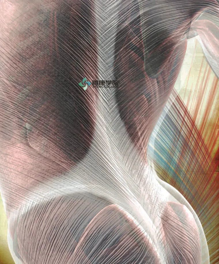 中 下背痛的手法治疗 腾讯新闻