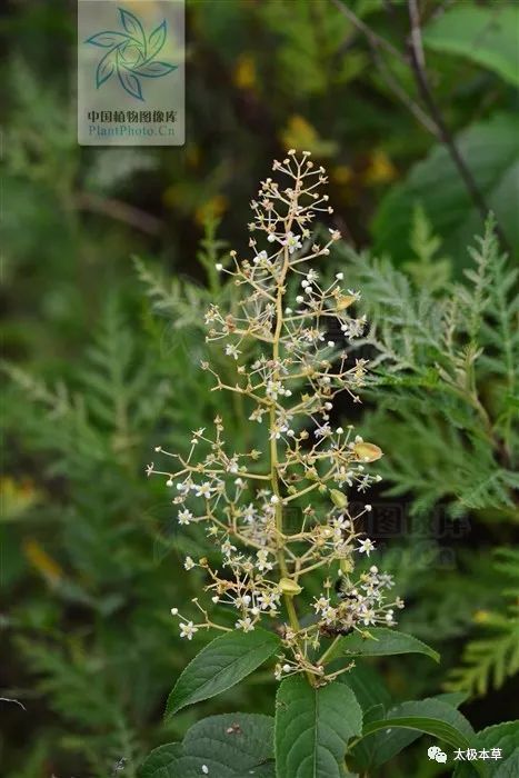 山砒霜见过吗大毒治类风湿性关节炎风湿性关节炎红斑狼疮银屑病