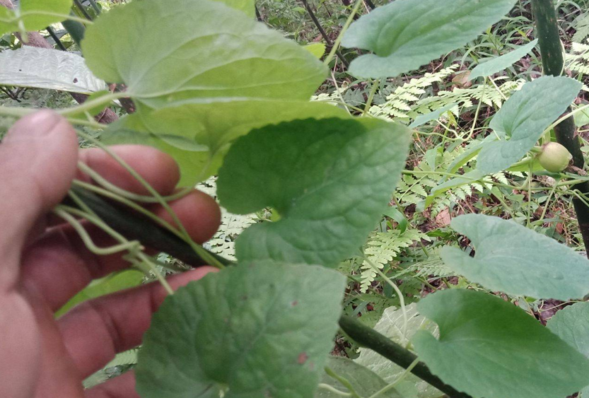 植株|它便是珍贵的“狮头参”，请看好植株，别因长得像野草就随意铲除