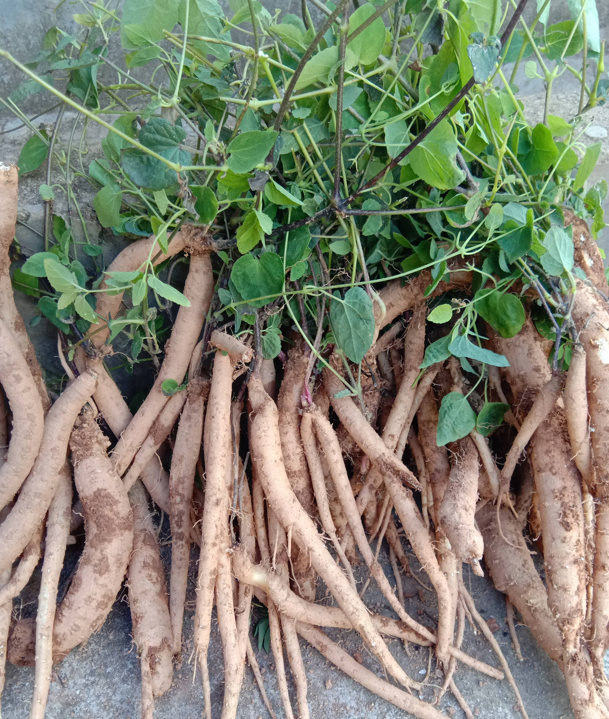 植株|它便是珍贵的“狮头参”，请看好植株，别因长得像野草就随意铲除