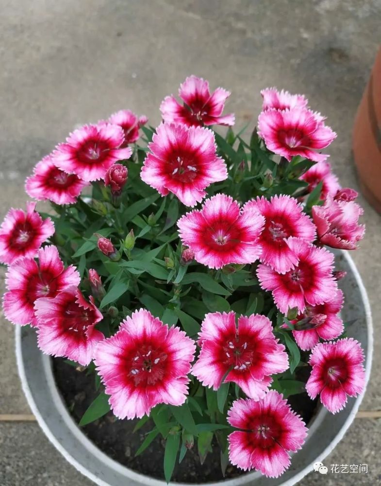 这5种花越晒越开花一开就是大半年阳台庭院首选