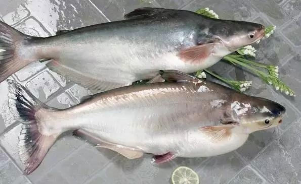 龙利鱼软嫩无刺老人孩子都爱吃水产老板从不给家里人吃