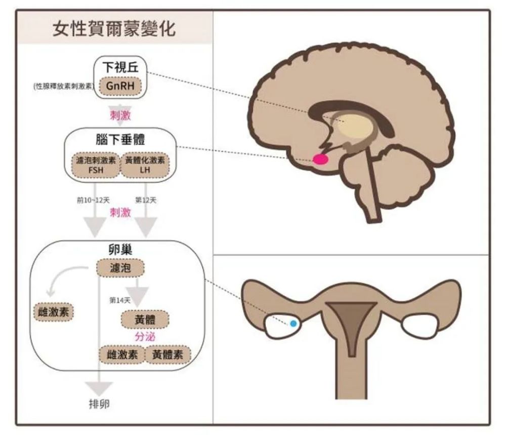 都在說生理期後一週是瘦身黃金期我怎麼發現黃體期才是呢深扒女性生理