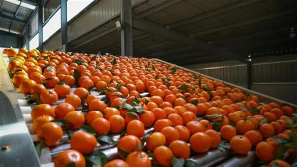 果农|已经低价难卖，又被爆“泡药水”，果农陷入焦虑，专家：一点需注意