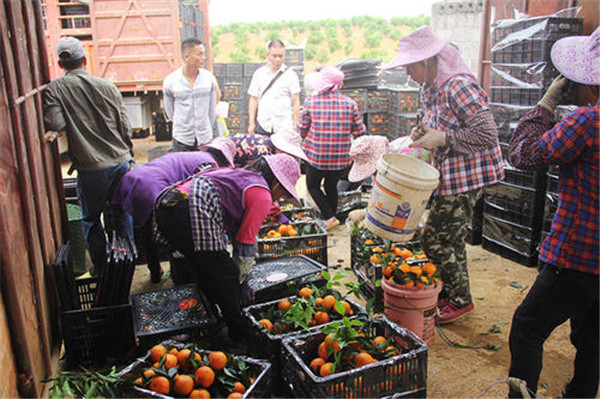 果农|已经低价难卖，又被爆“泡药水”，果农陷入焦虑，专家：一点需注意