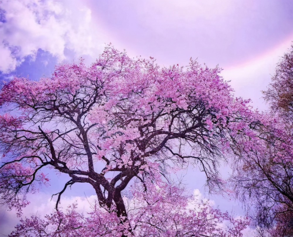 在我国真的存在这样一片如仙境般的桃林,它就隐藏在我国的雪域高原