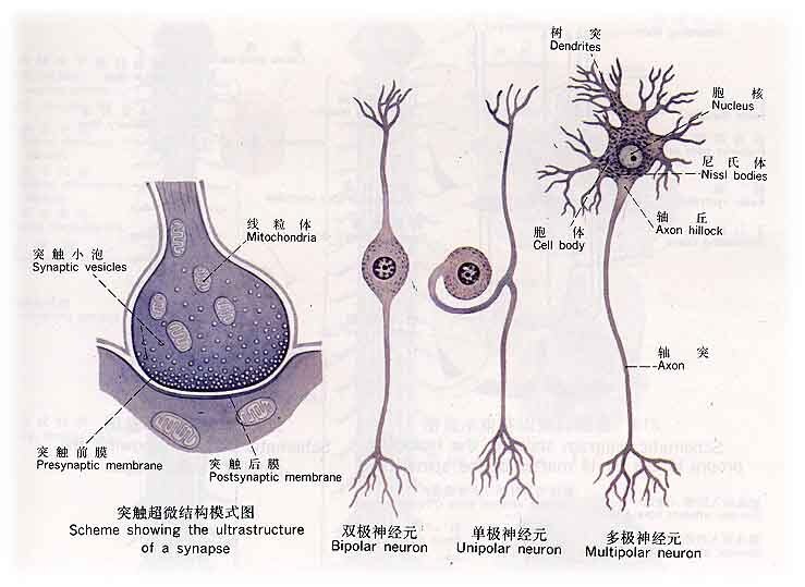 脊髓损伤|脊髓电刺激手术治疗脊髓损伤瘫痪