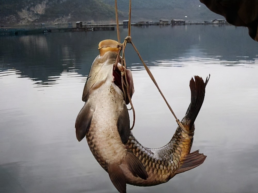 贡山弓鱼图片