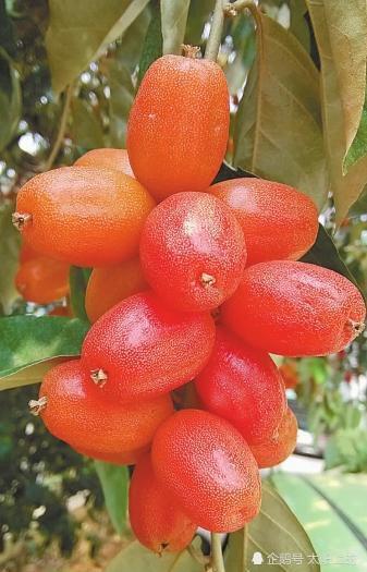 乡村野果胡颓子的功效