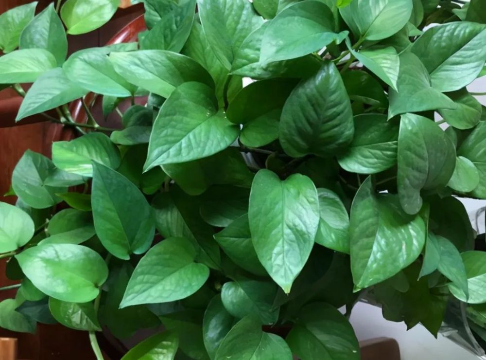 养的绿萝又黄叶了怎么办通过4点入手找到原因赶紧补救