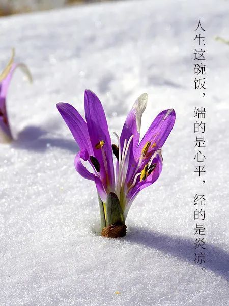 人生这碗饭,端的是心平,经的是炎凉.早安,我的朋友们!