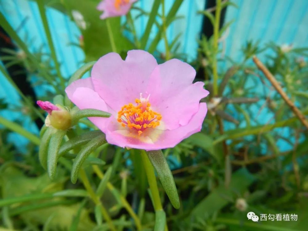 大花马齿苋portulacagrandiflora