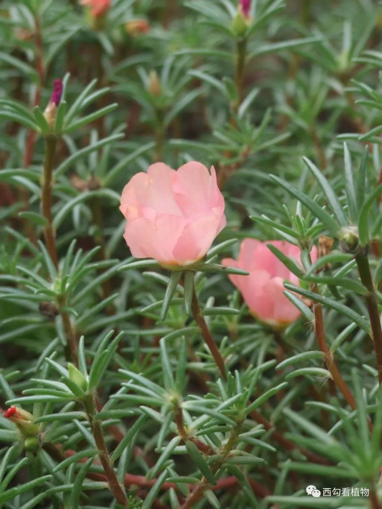 大花马齿苋portulacagrandiflora