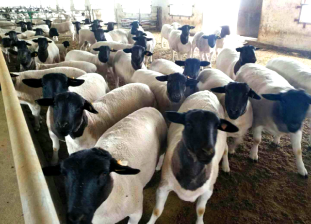 差不多10年了|瘦肉精|青县|三鹿奶粉|河北|沧州