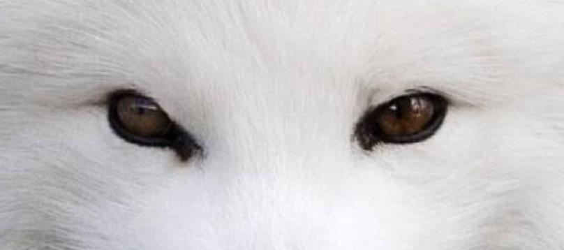 心理学:第一眼你认为哪只眼睛是狐狸眼?测出你在班级里有多抢手