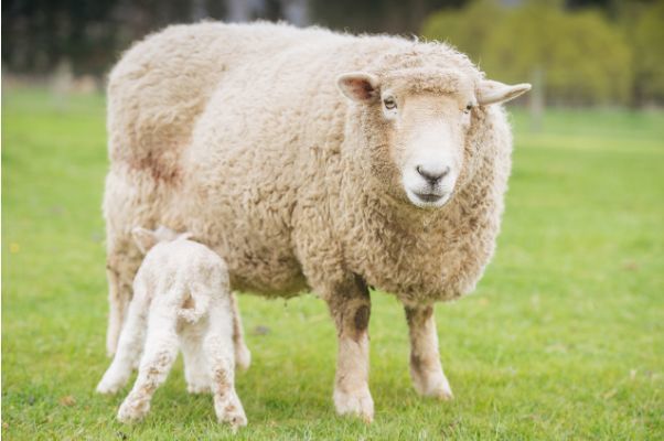 羊羊羊羊羊2021年运势生肖羊有3大喜事要来属羊人看看