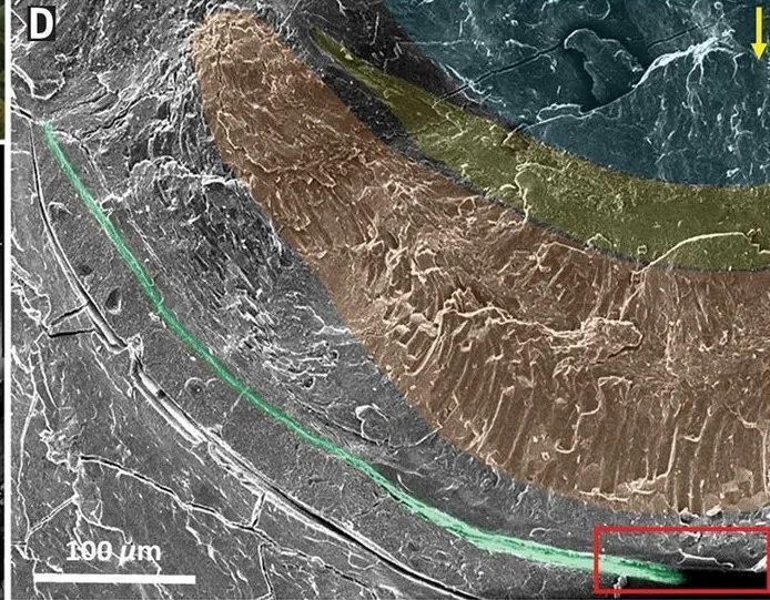 扇贝|撬开扇贝的壳时，它的200只眼睛正在盯着你……