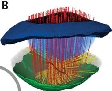 扇贝|撬开扇贝的壳时，它的200只眼睛正在盯着你……