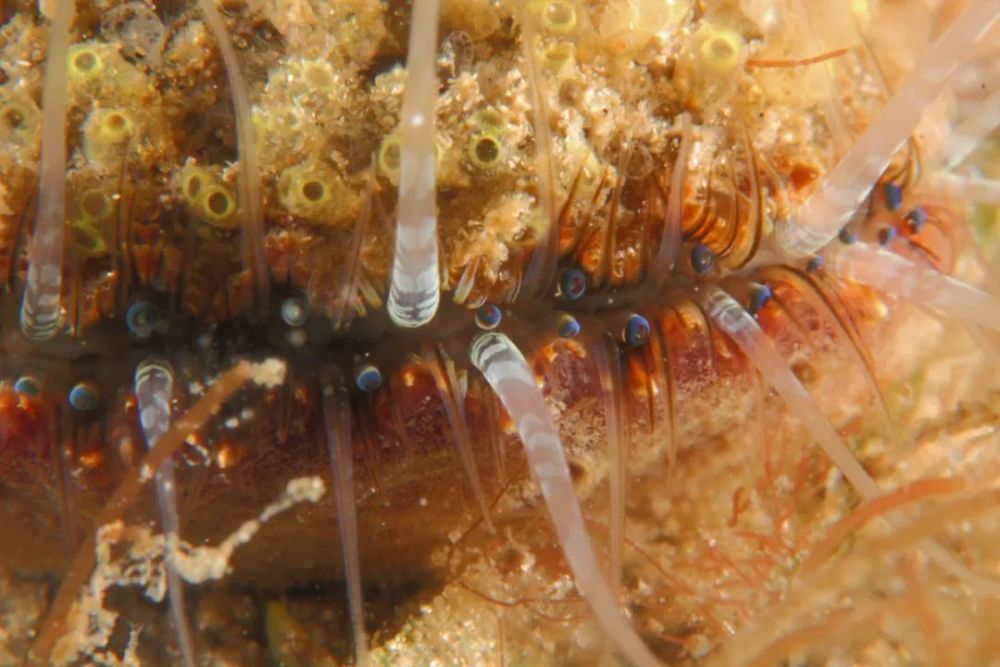 扇贝|撬开扇贝的壳时，它的200只眼睛正在盯着你……