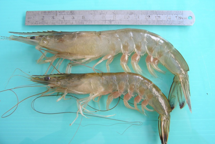 黄海水产研究所培育出来的;第二,它的亲虾是从黄海捕捞的野生中国对虾